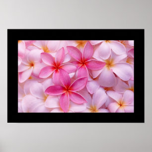 Póster Poster de flores de Plumeria