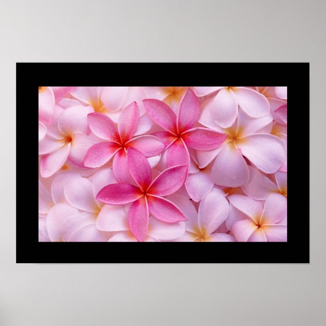 Póster Poster de flores de Plumeria (Frente)