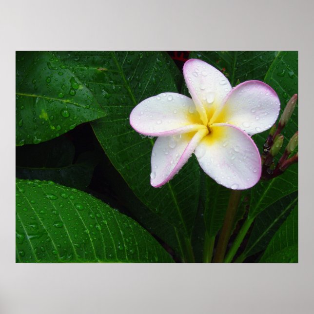 Póster Poster de flores de plumeria amarillo y blanco de  (Frente)