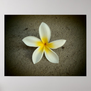 Póster Poster de flores de Plumeria hawaii