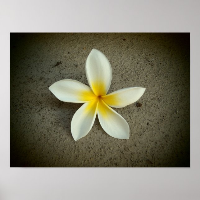 Póster Poster de flores de Plumeria hawaii (Frente)