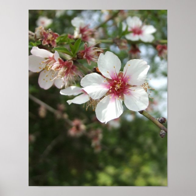 Póster Poster de flores de primavera de almond Blossom (Frente)