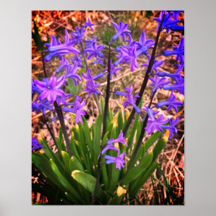 Póster Poster de flores de primavera morada