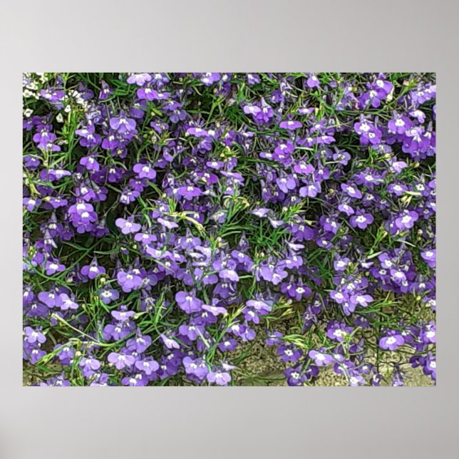 Póster Poster de flores de primavera morada (Frente)