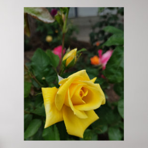 Póster Poster de flores de rosa amarillo