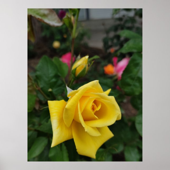 Póster Poster de flores de rosa amarillo (Frente)