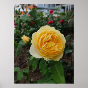 Póster Poster de flores de rosa amarillo