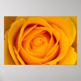 Póster Poster de flores de rosa amarillo