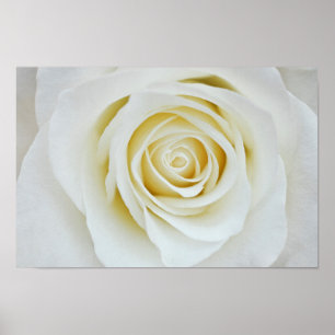 Póster Poster de flores de rosa blanco