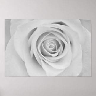 Póster Poster de flores de rosa en blanco y negro