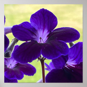 Póster Poster de flores de Streptocarpus púrpura