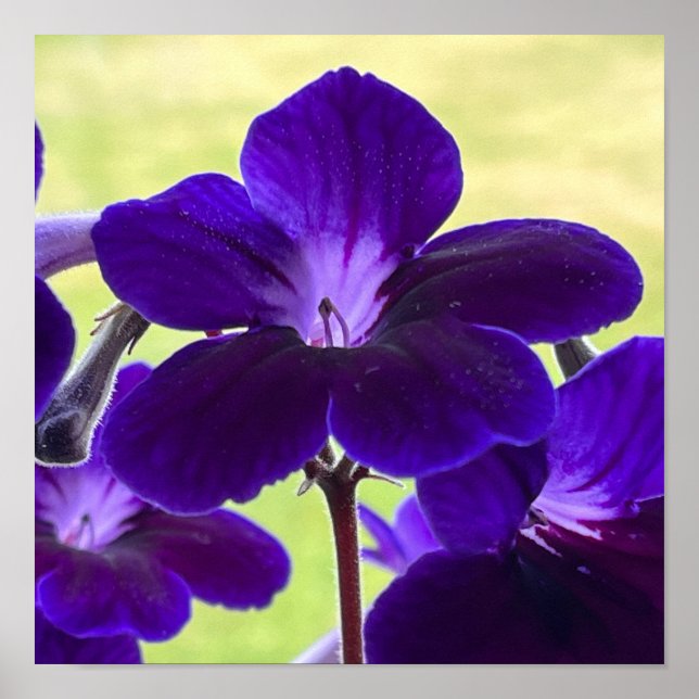 Póster Poster de flores de Streptocarpus púrpura (Frente)
