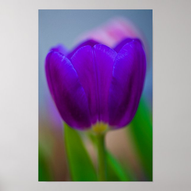 Póster Poster de flores de tulipán morado (Frente)
