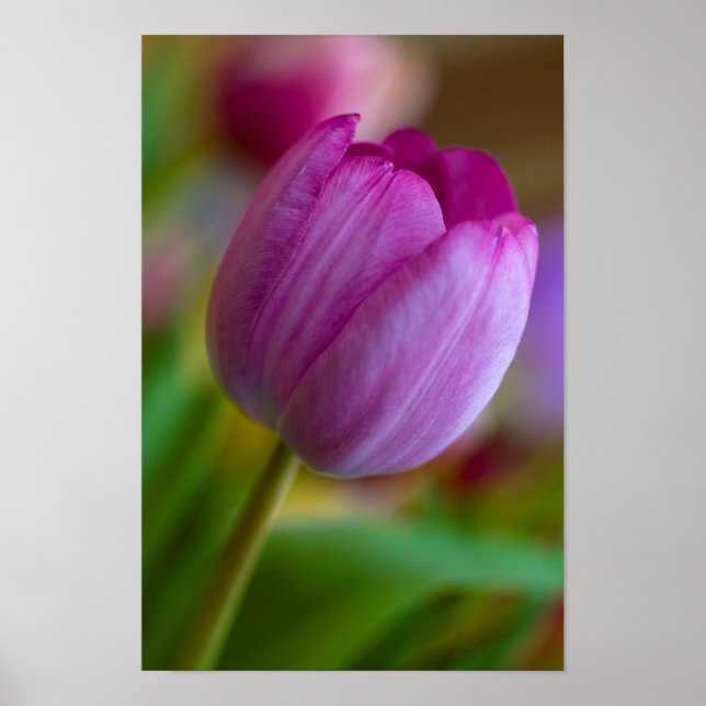 Póster Poster de flores de tulipán morado (Frente)