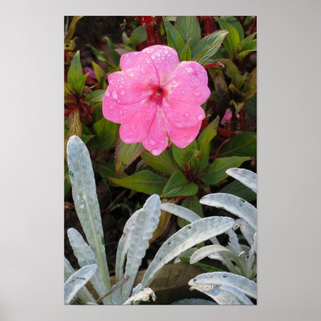 Póster Poster de flores húmedas (Frente)