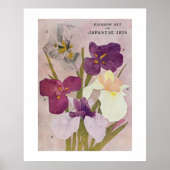Póster Poster DE FLORES "JAPONÉS IRIS" (Frente)