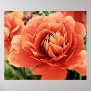 Póster Poster de flores Peachy Ranunculus