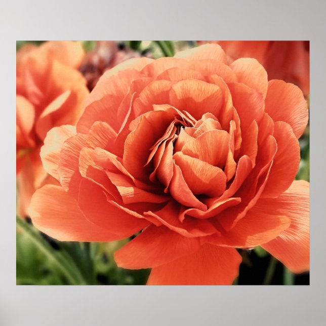 Póster Poster de flores Peachy Ranunculus (Frente)