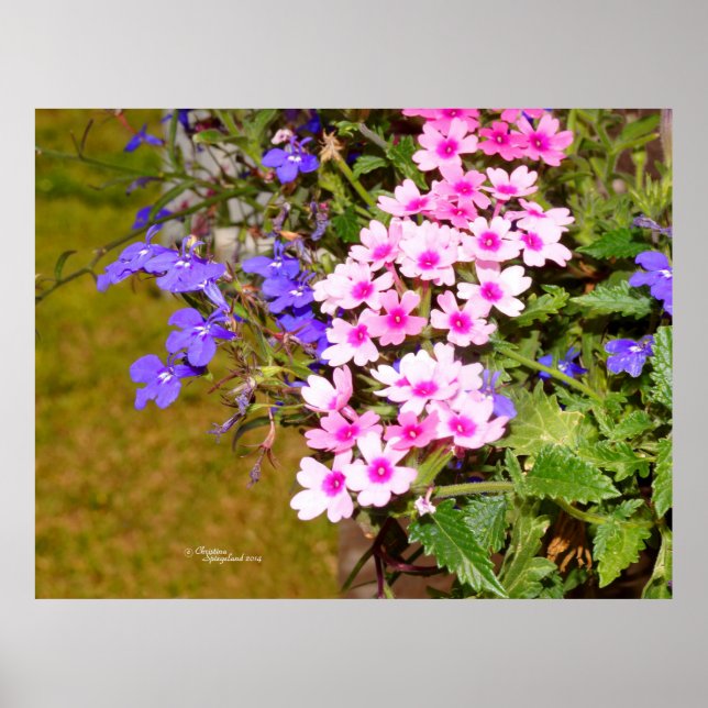 Póster Poster de flores Phlox púrpura rosa o Imprimir (Frente)