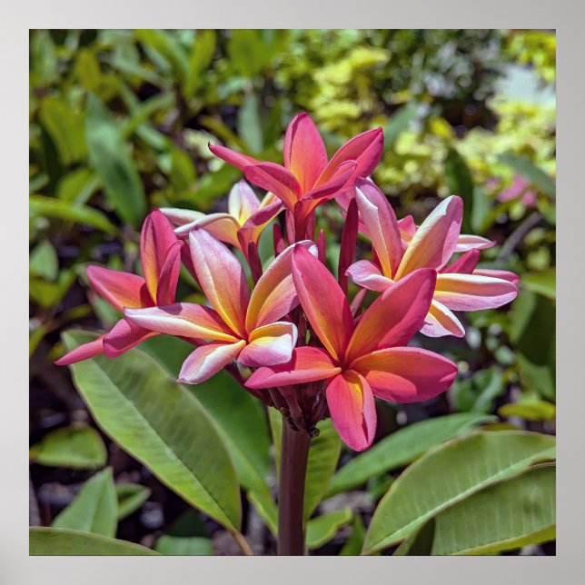 Póster Poster de flores Plumeria Rubra (Frente)