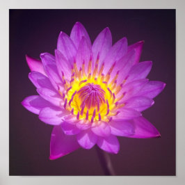 Póster Poster de flores Purple Lotus