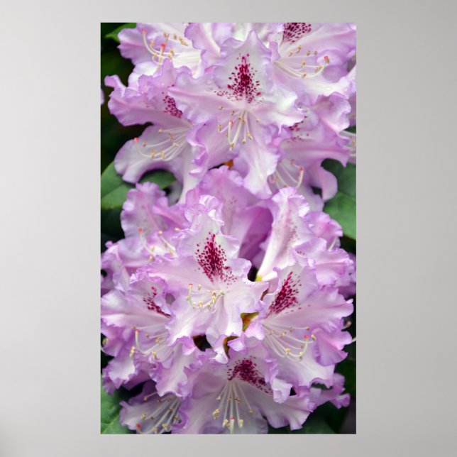Póster Poster de flores rododendras moradas y blancas (Frente)