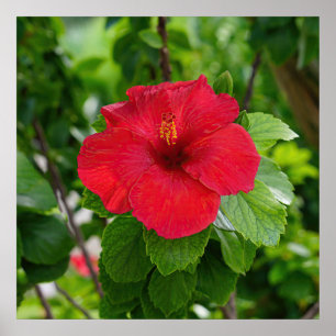 Póster Poster de flores rojas hibiscus