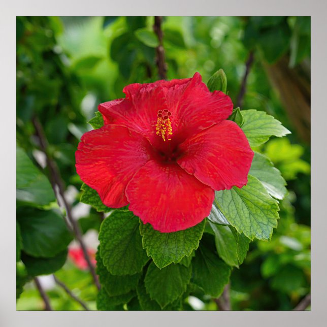 Póster Poster de flores rojas hibiscus (Frente)