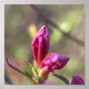 Póster Poster De Flores Rosa