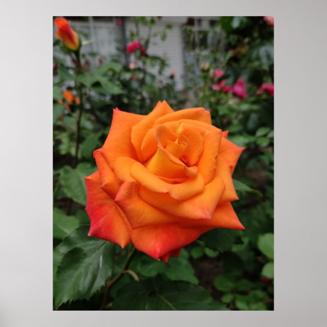 Póster poster de flores rosa naranja (Frente)