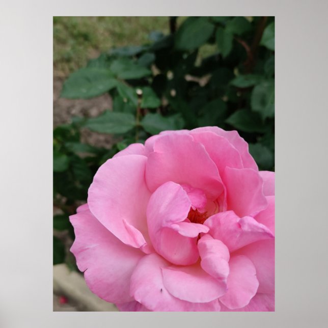 Póster Poster de flores rosadas (Frente)