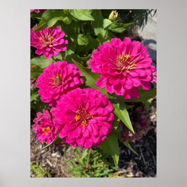 Póster Poster de flores rosadas de Zinnia (Frente)