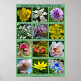 Póster Poster de flores silvestres