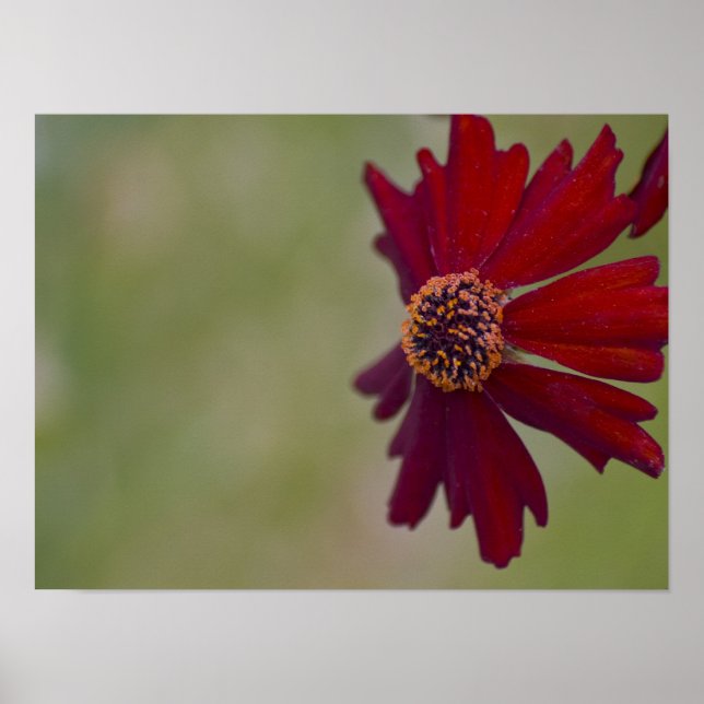 Póster Poster de flores silvestres 1 (Frente)