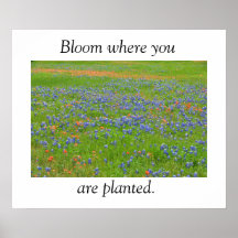 Poster de Flores Silvestres de Texas