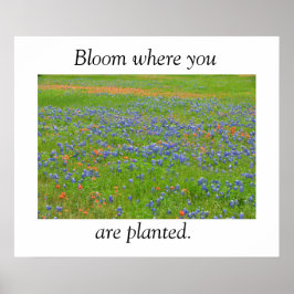 Póster Poster de Flores Silvestres de Texas