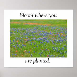 Póster Poster de Flores Silvestres de Texas