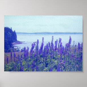 Póster Poster de Flores Silvestres Maine Lupine