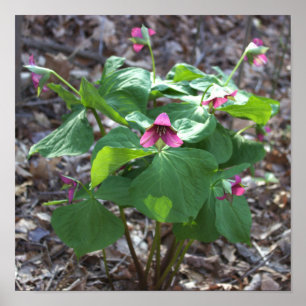 Póster Poster de flores silvestres rosadas