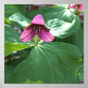 Póster Poster de flores silvestres rosadas