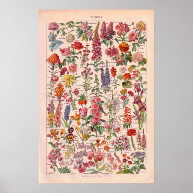 Póster Poster de Flores Vintage 1920 (Frente)