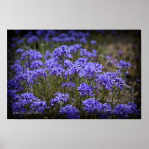 Póster Poster de flores violetas moradas Black Vignette