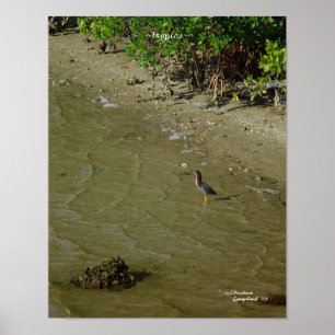 Póster Poster de Florida Tropics