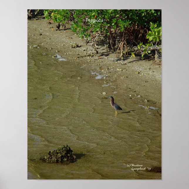 Póster Poster de Florida Tropics (Frente)