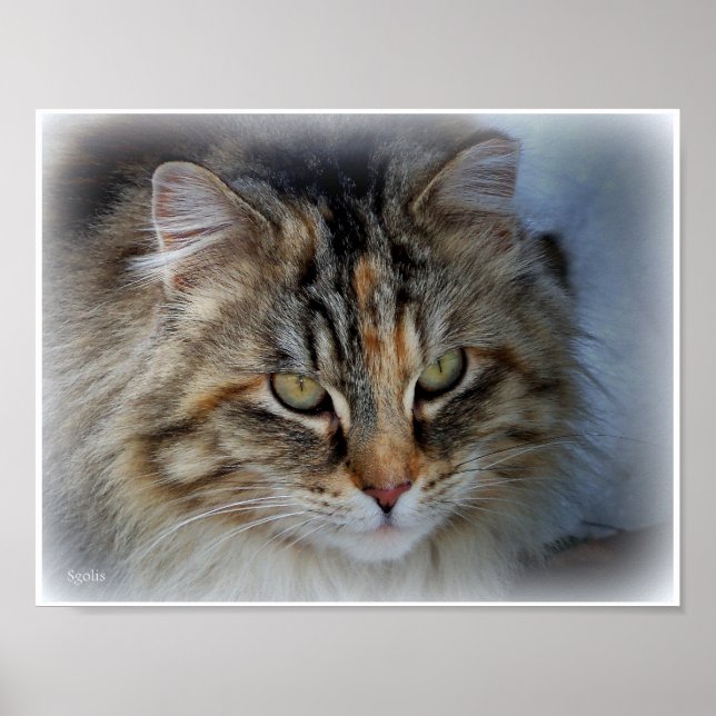 Póster Poster de foto de gato de Tabby, muy haitiano (Frente)