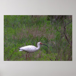 Póster Poster de foto de pájaro Ibis