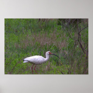 Póster Poster de foto de pájaro Ibis