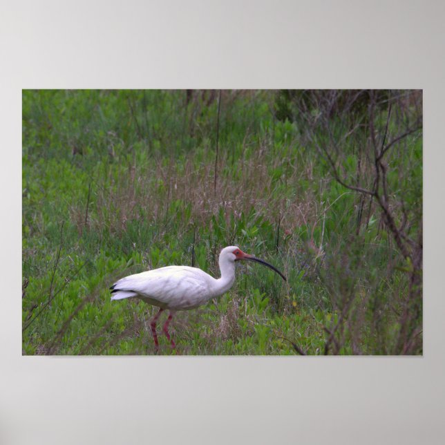 Póster Poster de foto de pájaro Ibis (Frente)