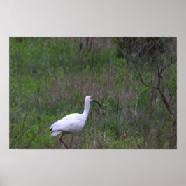 Póster Poster de foto de pájaro Ibis