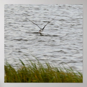 Póster Poster de foto de pájaro Skimmer